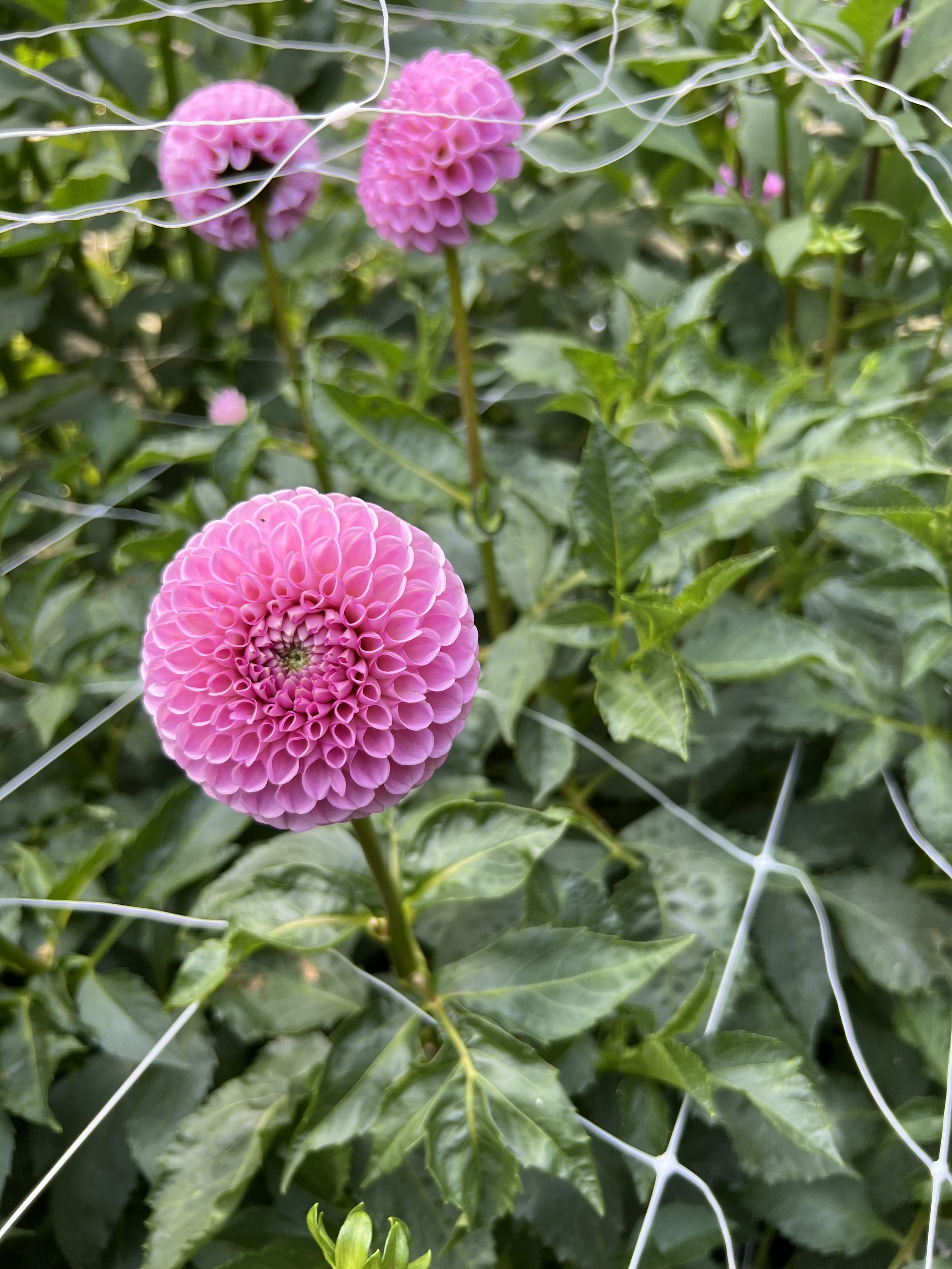 IMG_0852.jpeg