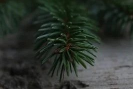 Pilzwochenende im Bergischen Land