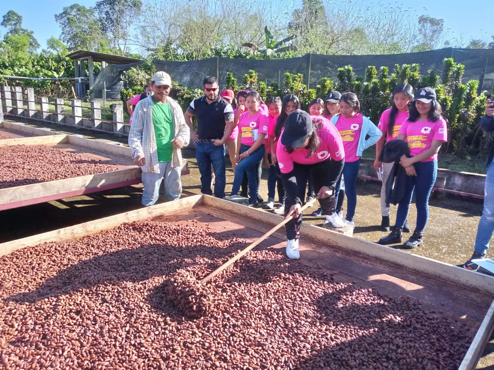 En gruppe mennesker står omkring bakker med kakaobønner, der tørrer i solen. En person i en sort kasket og pink t-shirt bruger en rive til at sprede bønnerne. I baggrunden er der grønne buske og et skyggeområde.