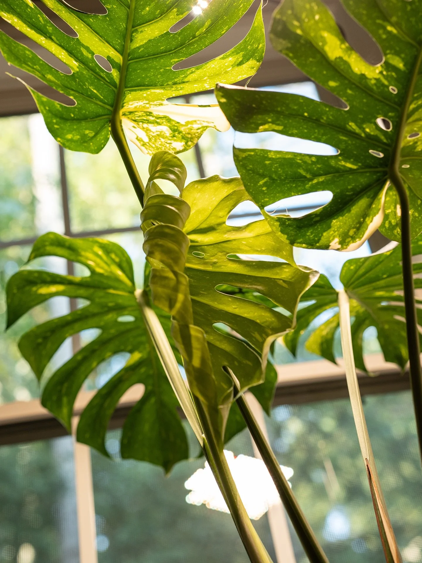 Always satisfying to see a new leaf open up on the Thai Constellation Monstera. 🌱 The variegation makes every one different&mdash;like a snowflake. ❄️

Fun fact: This plant originally comes from the rainforests of Mexico and Central America, but the