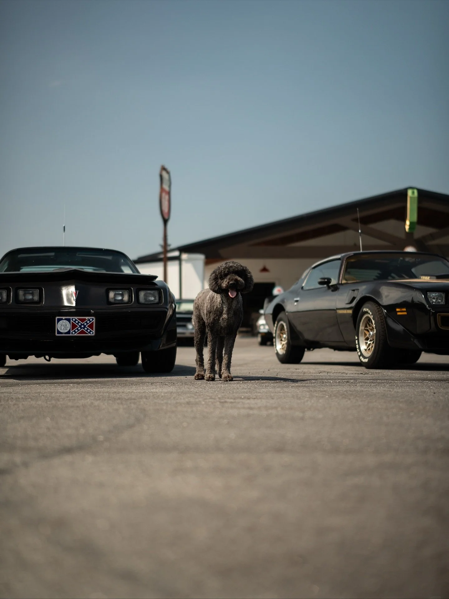 Had a friend tag along today while I shot content for some new inventory at @chelseasclassiccars 🐕&zwj;🦺🚗🏁

Winston loves two things in this world&mdash;a road trip and running around outside, so it was a win win. 😂