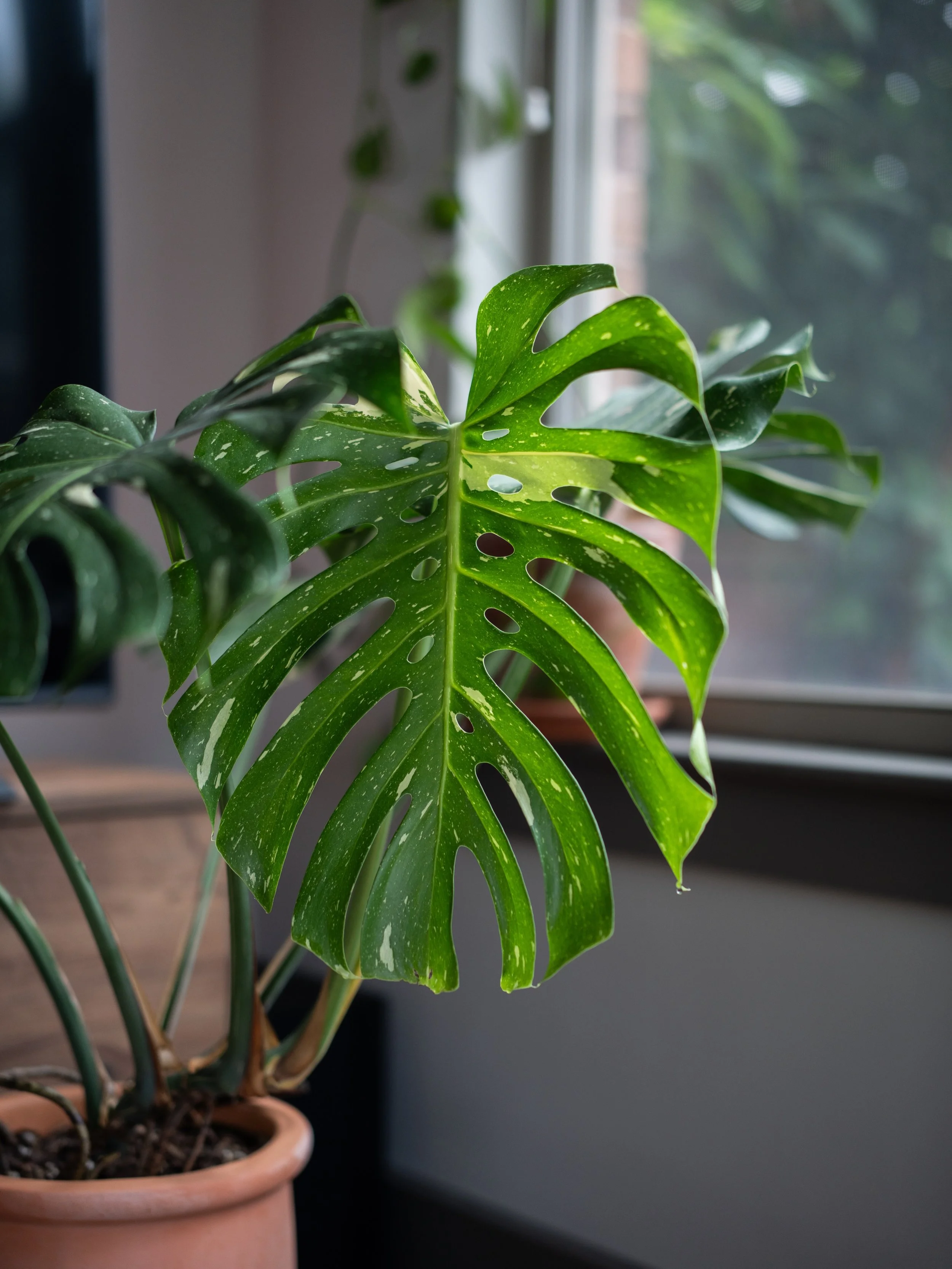 I&rsquo;m proud of plenty of things in my life, but this Thai Constellation Monstera is one of the least important, yet most rewarding things I take credit for. 😂 It started as a cutting from a ragged, dying plant, and over the last year has become 