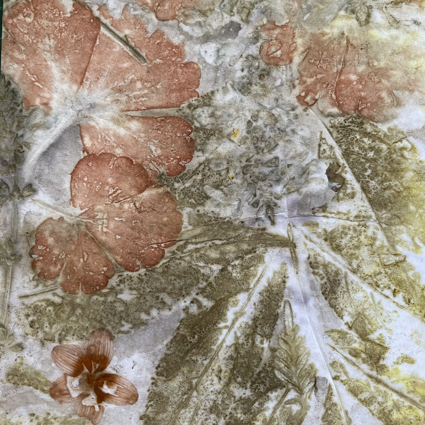 Some leaves sure make unexpected colours don't they, such fun!
#ecoprint #ecoprinting #ecoprintingonpaper #naturaldye #naturalcolours #aquilegia #granniesbonnet #columbine