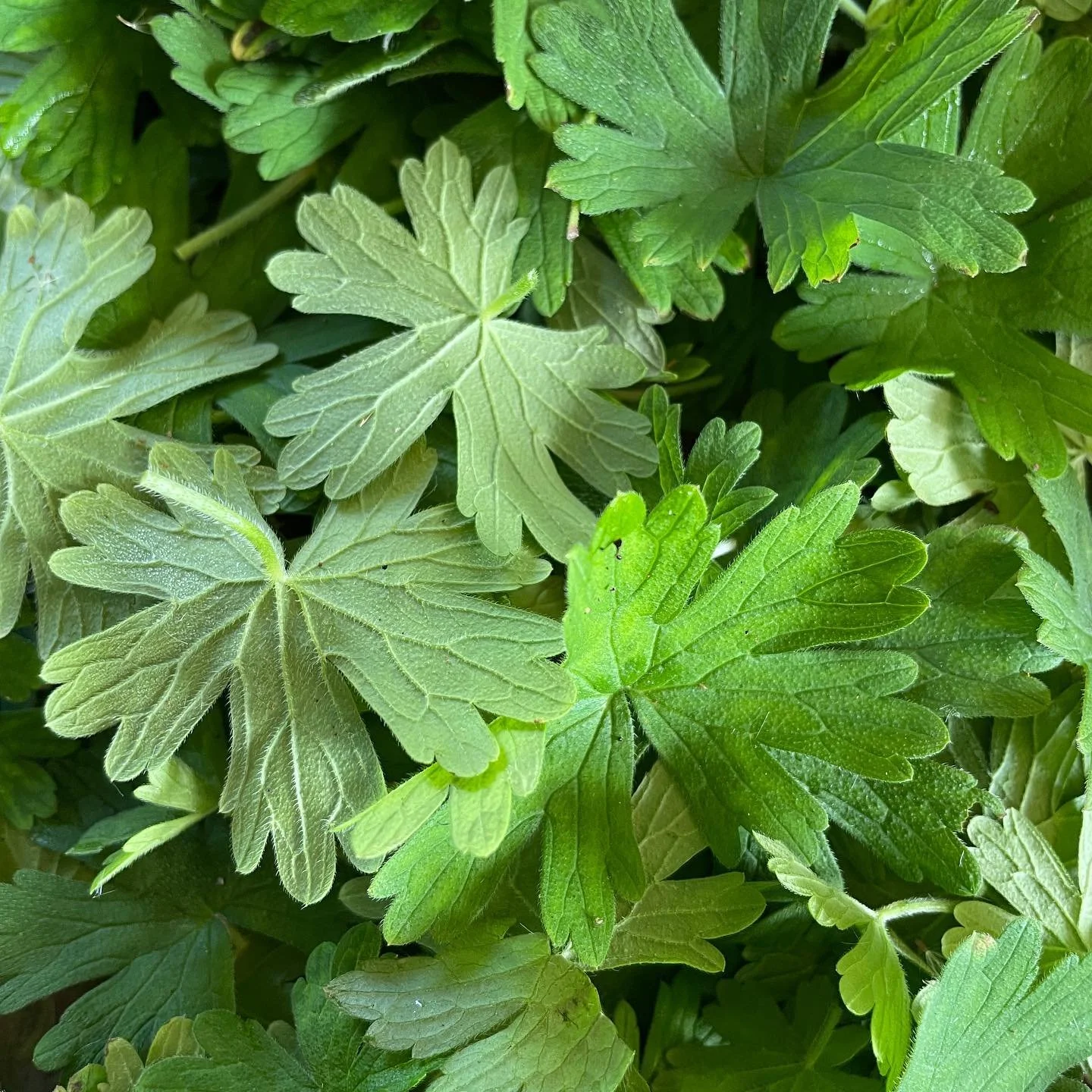 Wild geranium is overtaking the garden- but do we mind? They make great eco prints! No time for gardening at the moment so it&rsquo;s nice to be able to use the weeds #ecoprint #ecoprinting #leafdye #botanicalprint #wildgeranium #usetheweeds #geraniu