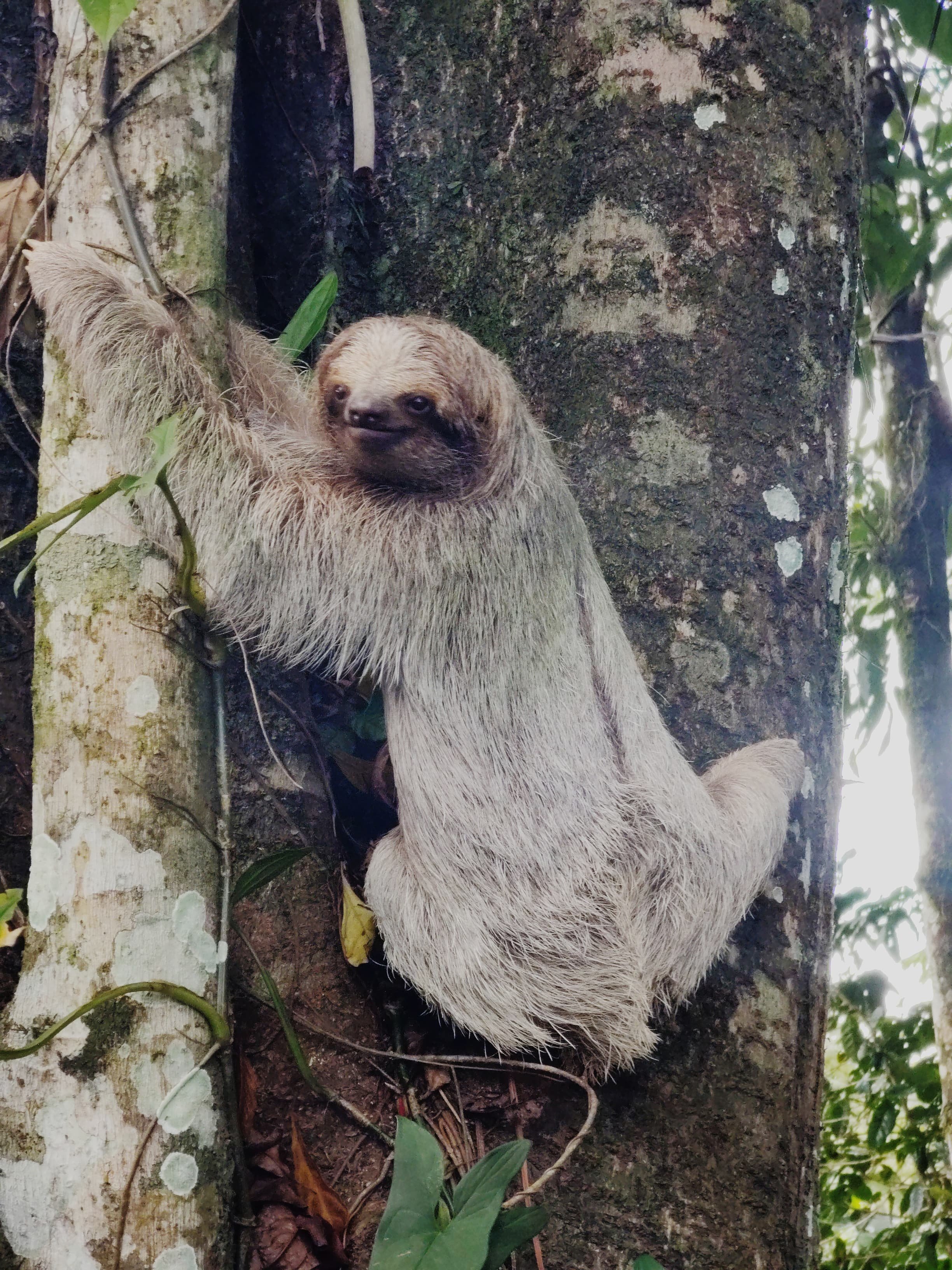 Sloth.jpeg