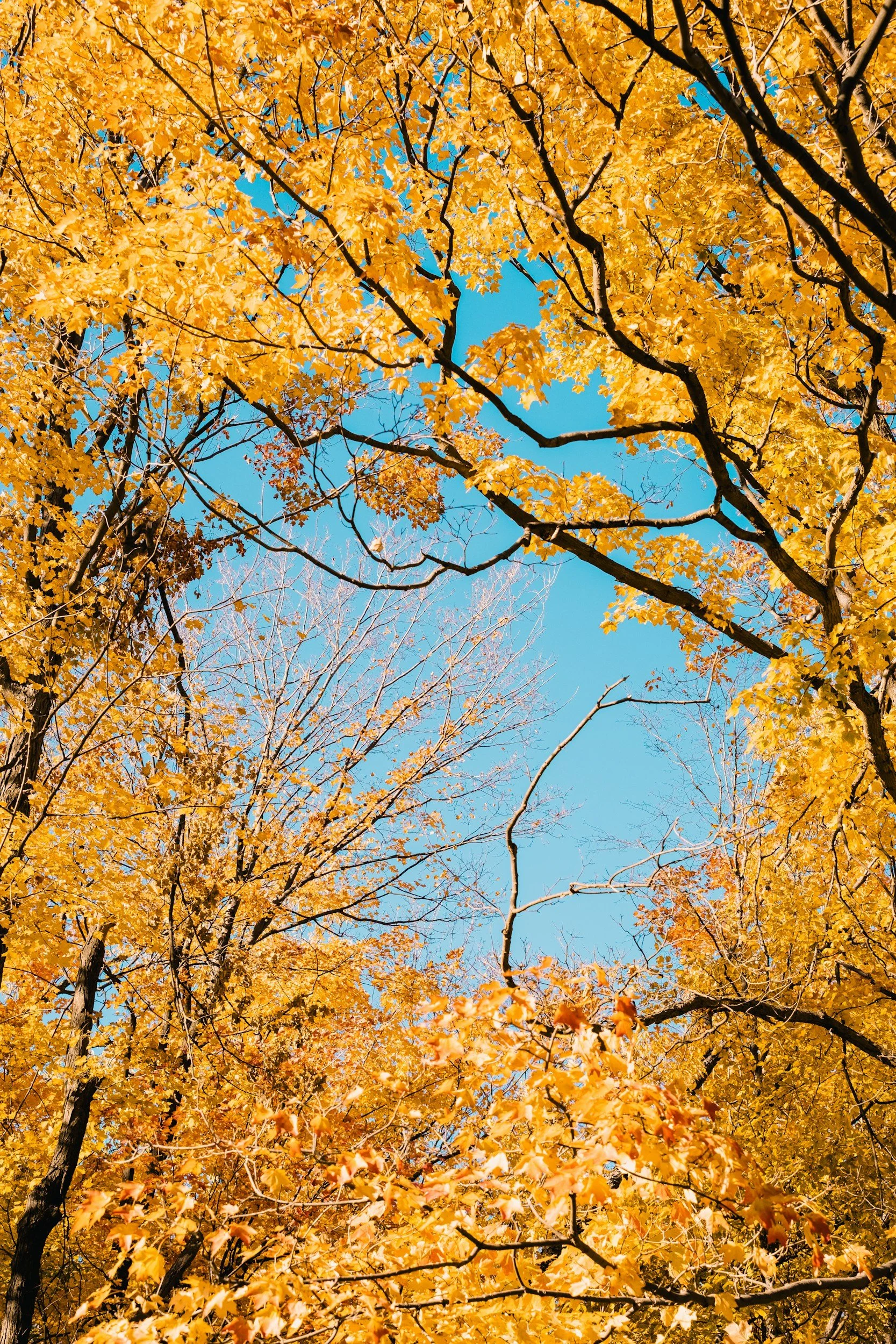 A view looking up at the sky through the branches of trees with bright yellow and orange fall foliage.