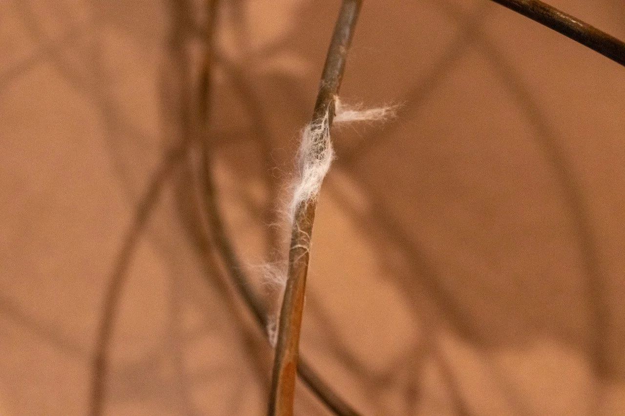 All photos by Dannie Lane, 2026.