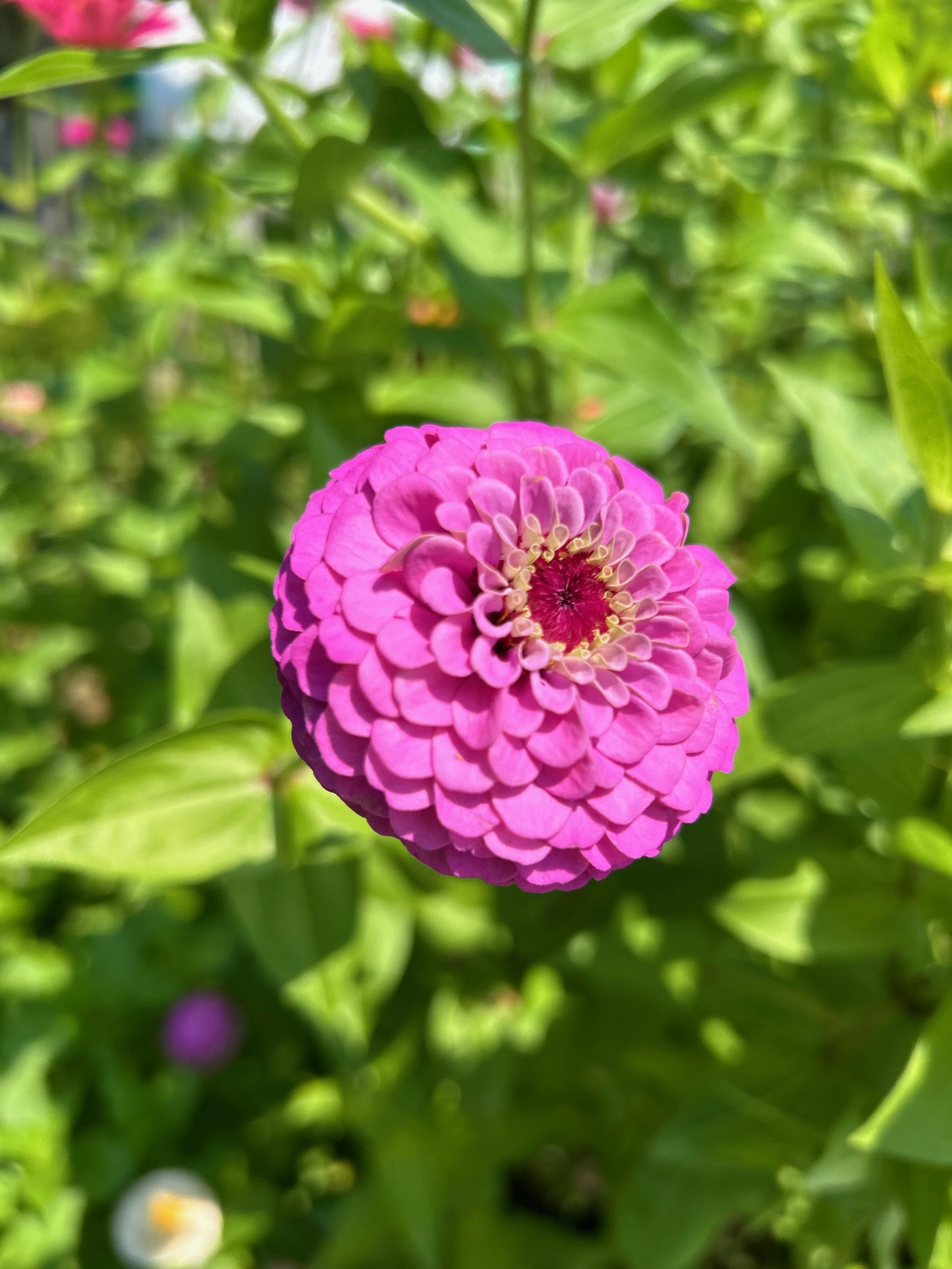 Close-up of a pink zinnia flower with green foliage in the background.