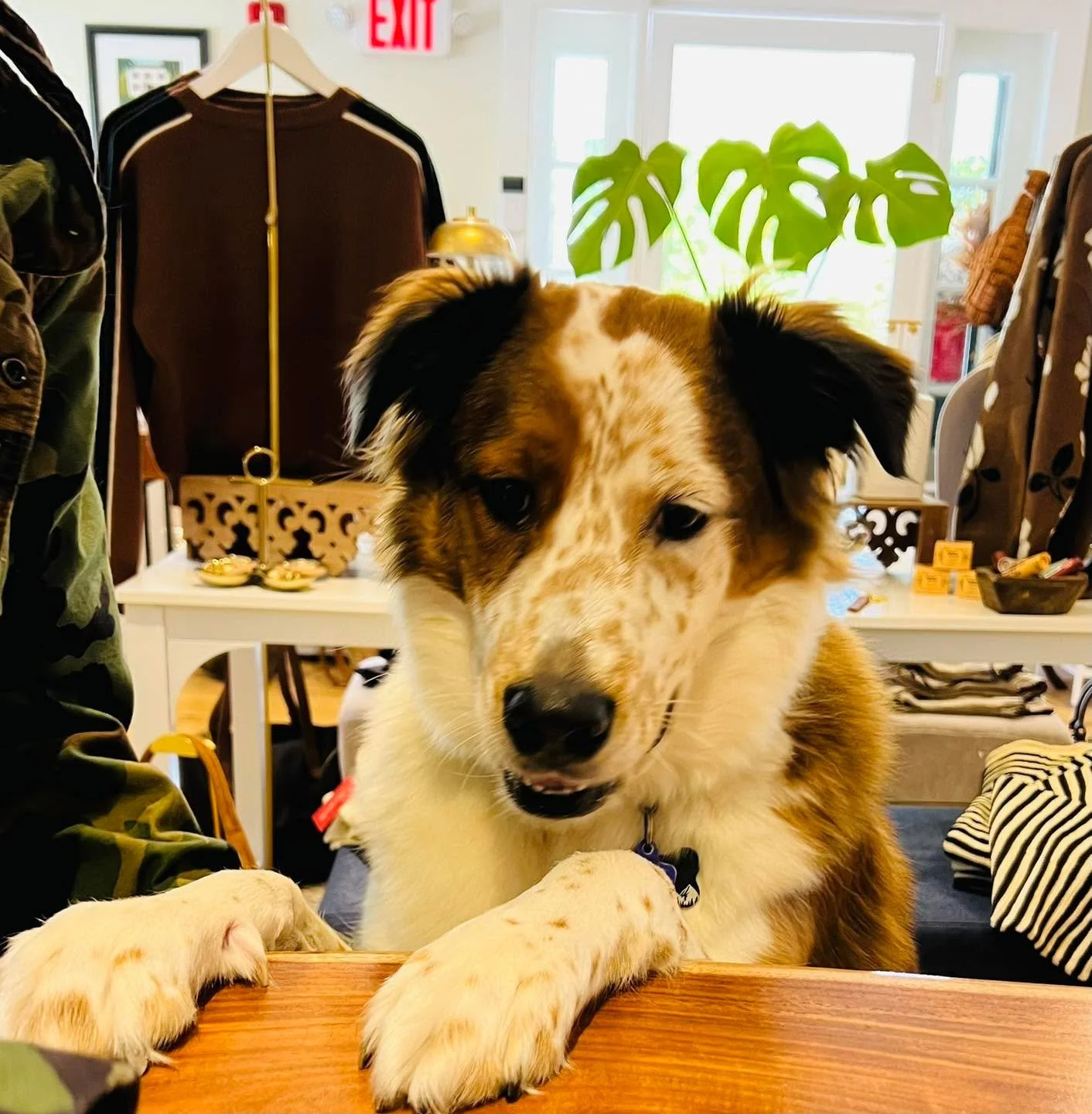 Goose checking out what she bought&hellip;.he approves!!!