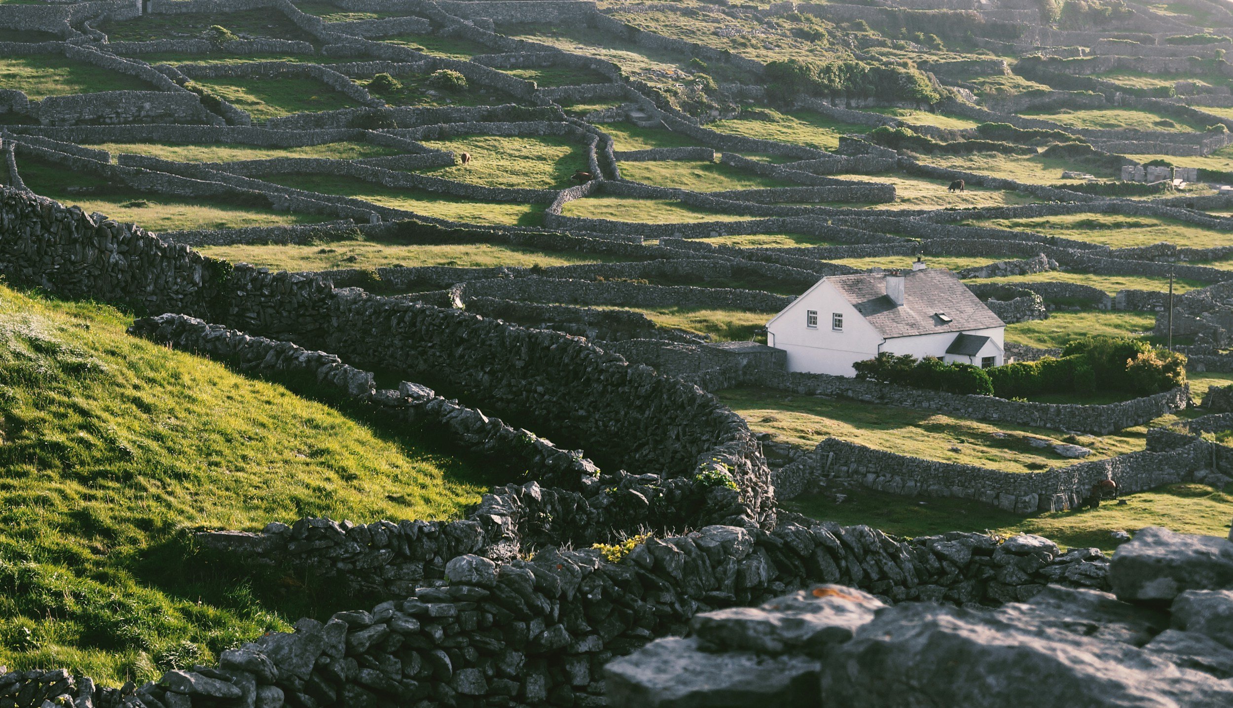 A scenic view of green rolling hills divided by stone walls with sheep grazing, and a white house with a slate roof surrounded by a stone fence, in a rural landscape.