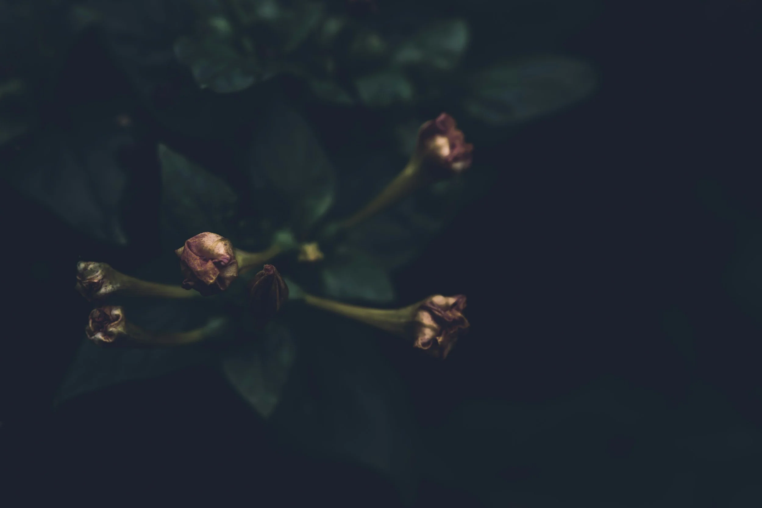 Close-up of a budding flower and dark green leaves against a dark background.