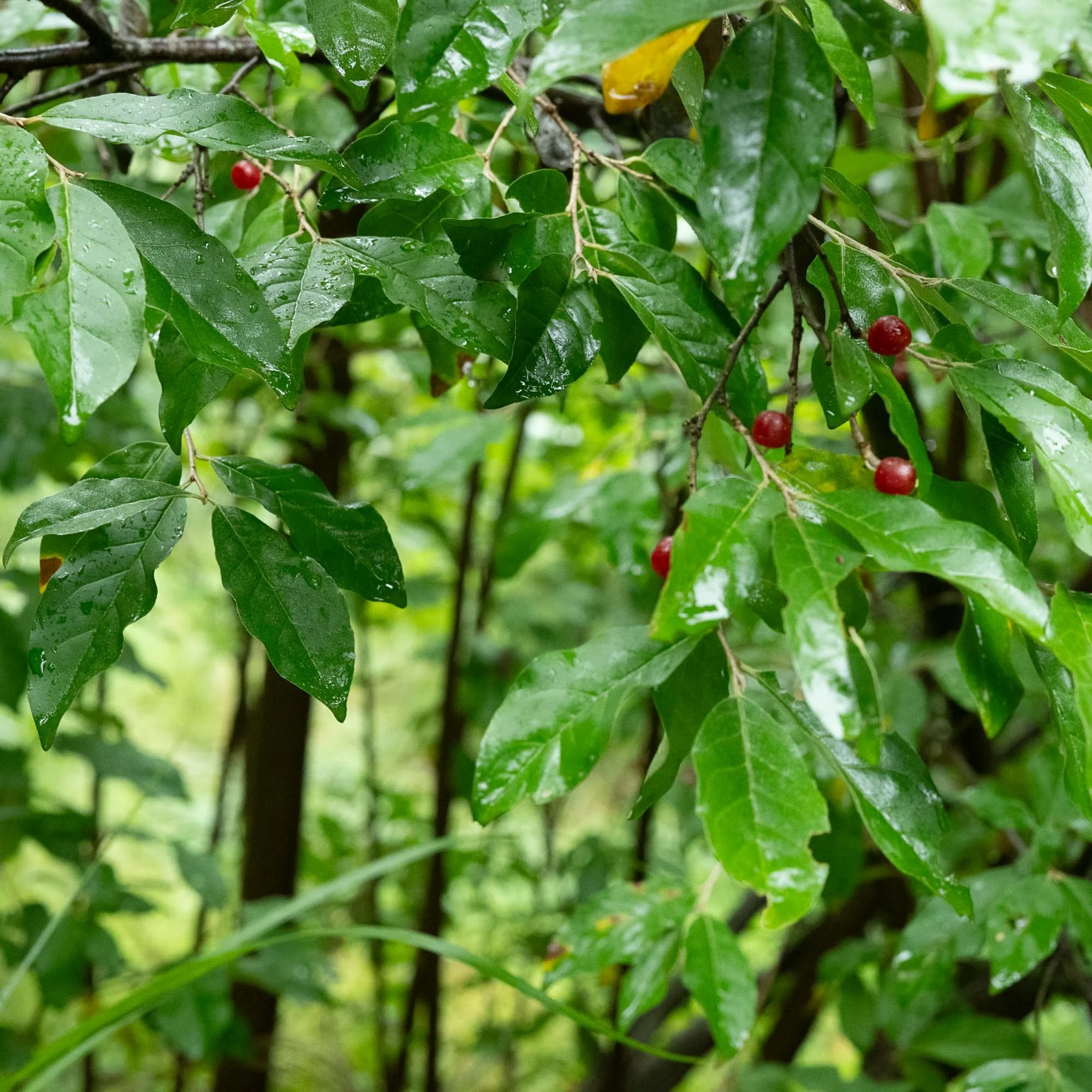Autumn Olive