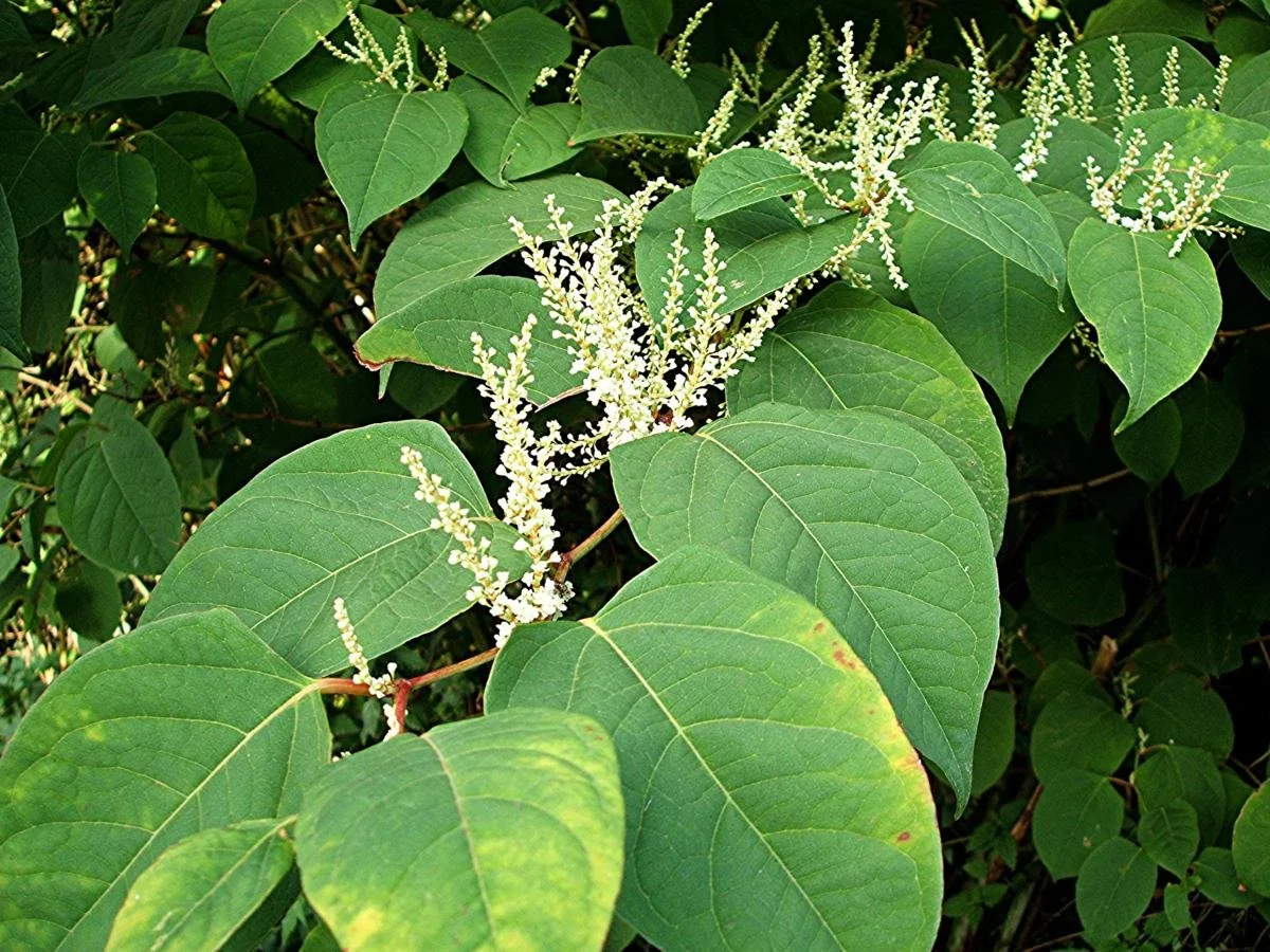Help Stop Invasive Plants this Summer