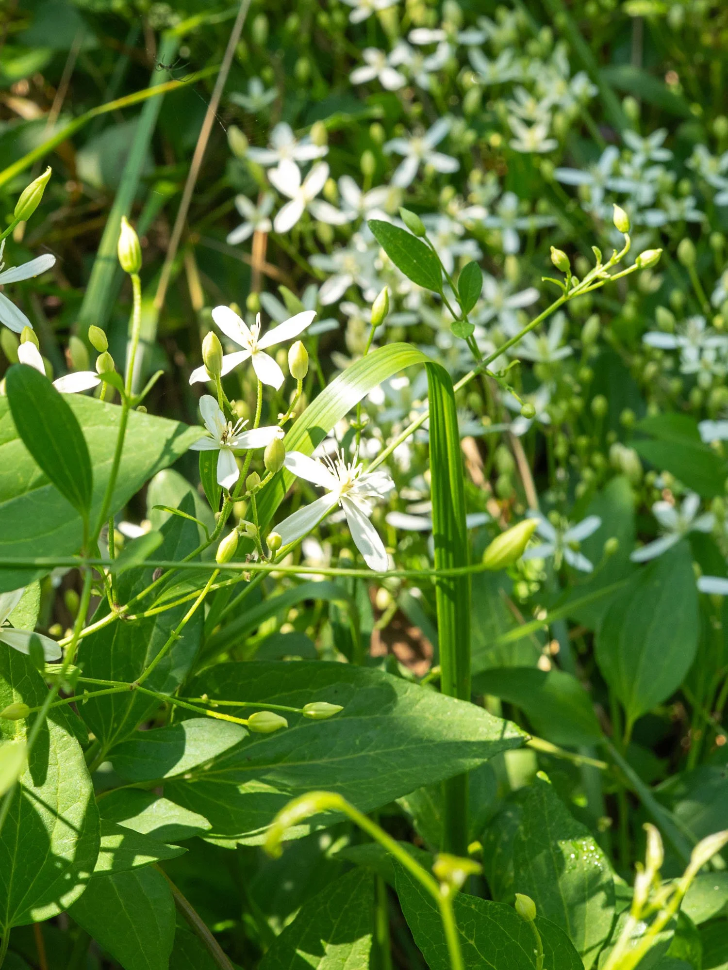 Clematis - Invasive or Native?