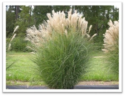 Miscanthus - Summer-Click image for more info.