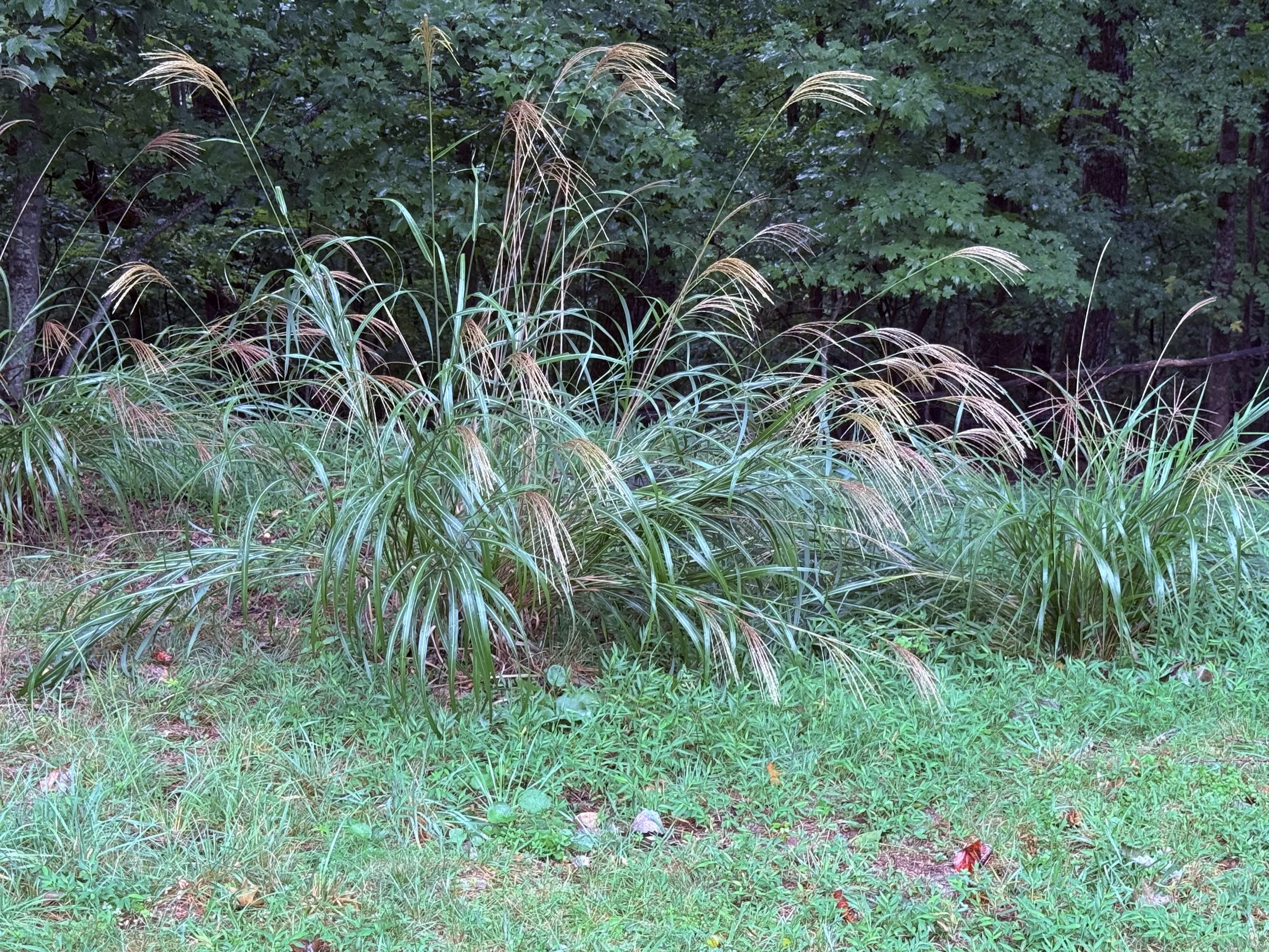 Miscanthus in Late Summer