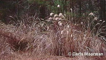 miscanthus winter 2.jpg