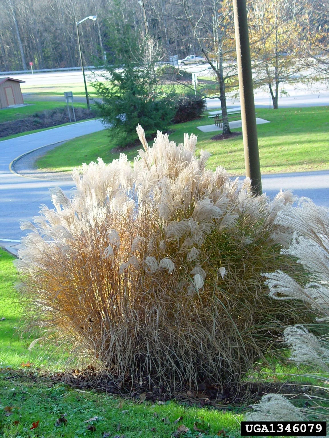 Miscanthus in Early Winter - Chris Evans, University of Illinois, Bugwood.org