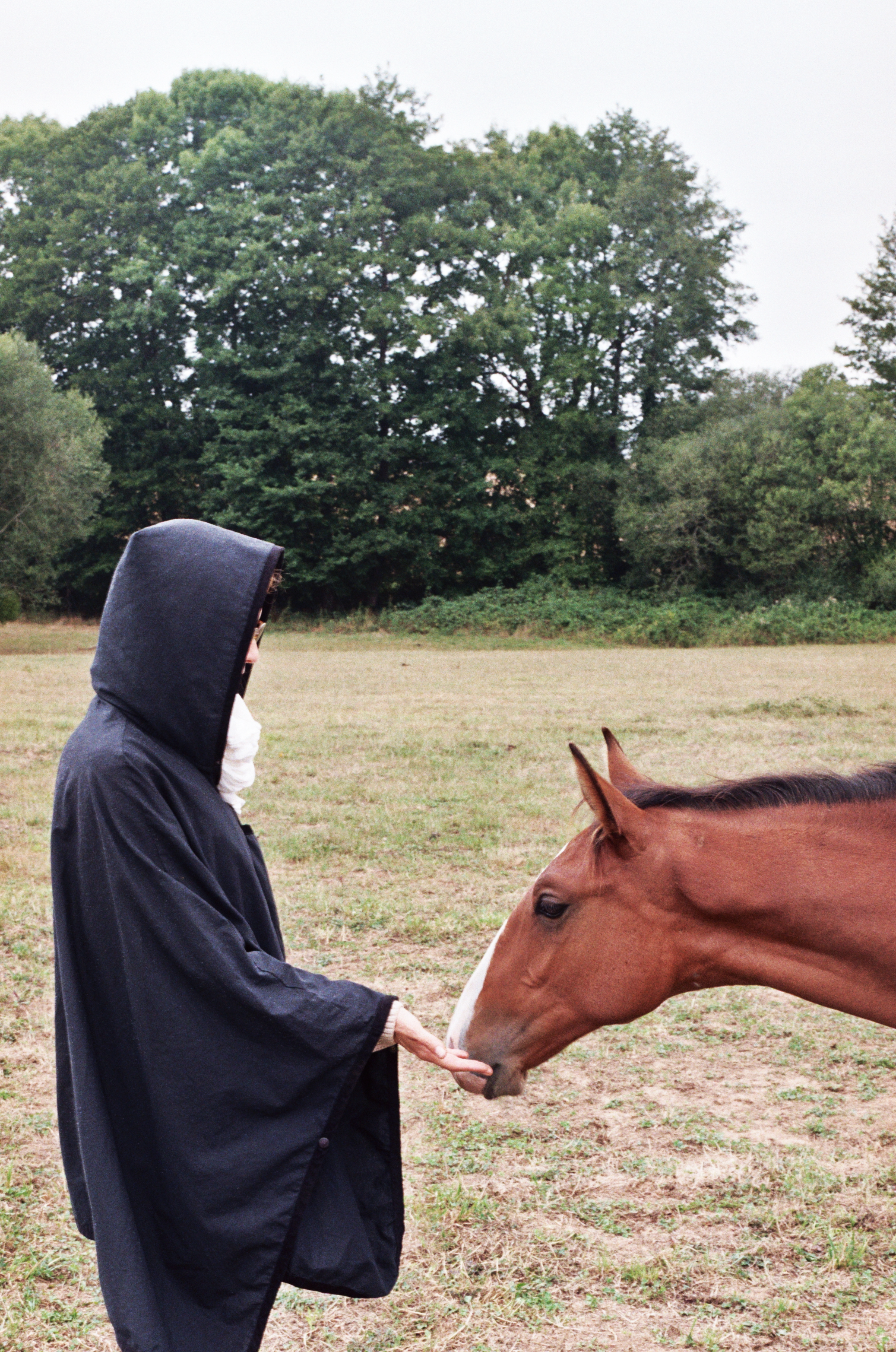 Horses.png