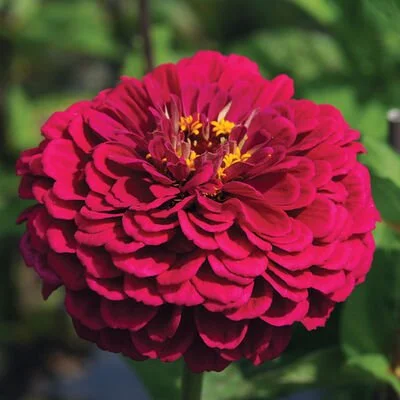 Zinnia Benary's Giants - Wine