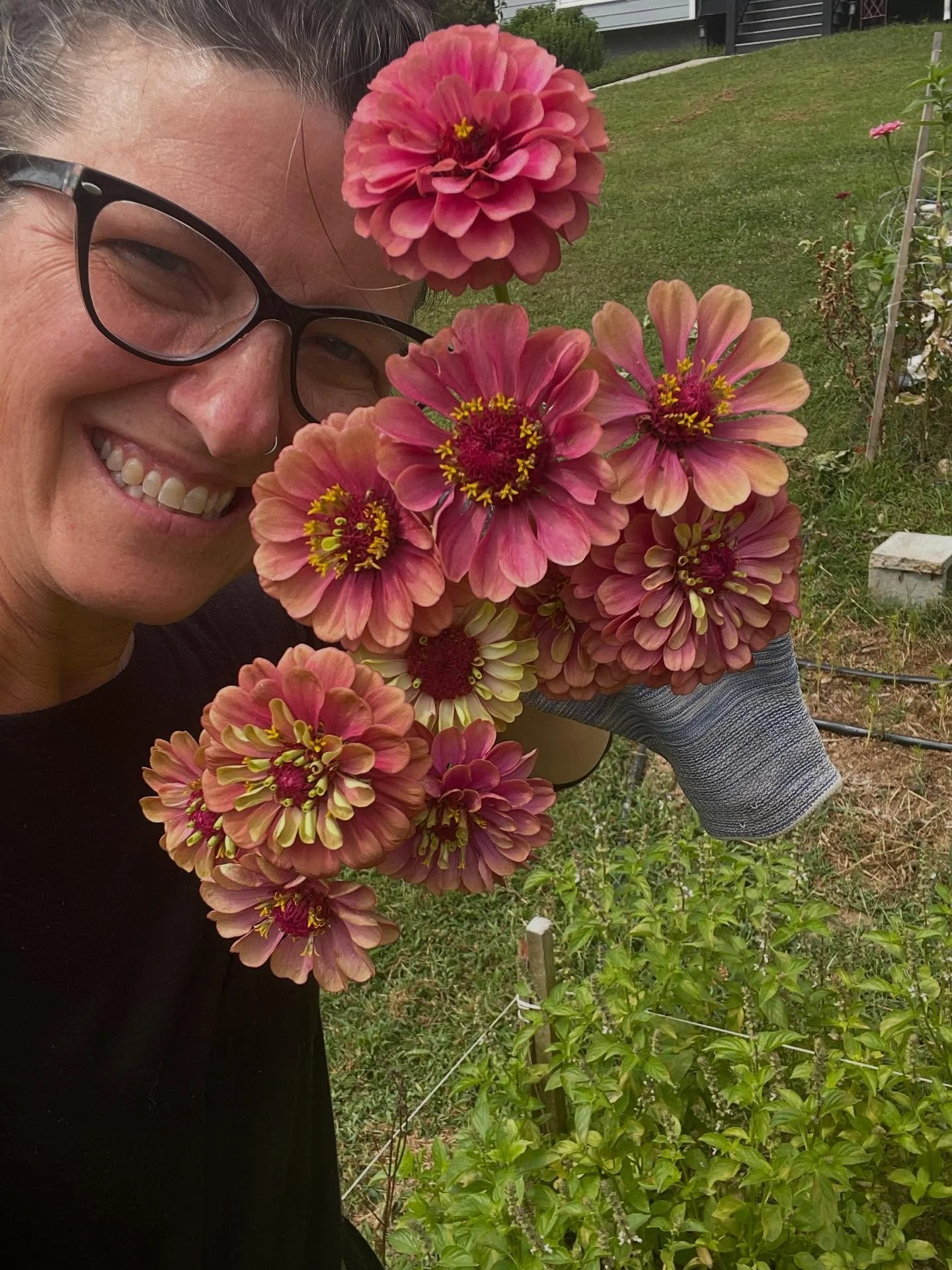 Queeny Lime Zinnias are sooo pretty. First harvest on a new crop. Their colors are red fade to green which gives some great purple shades along the way. Alll the same color family but a little variety with the pedal displays.