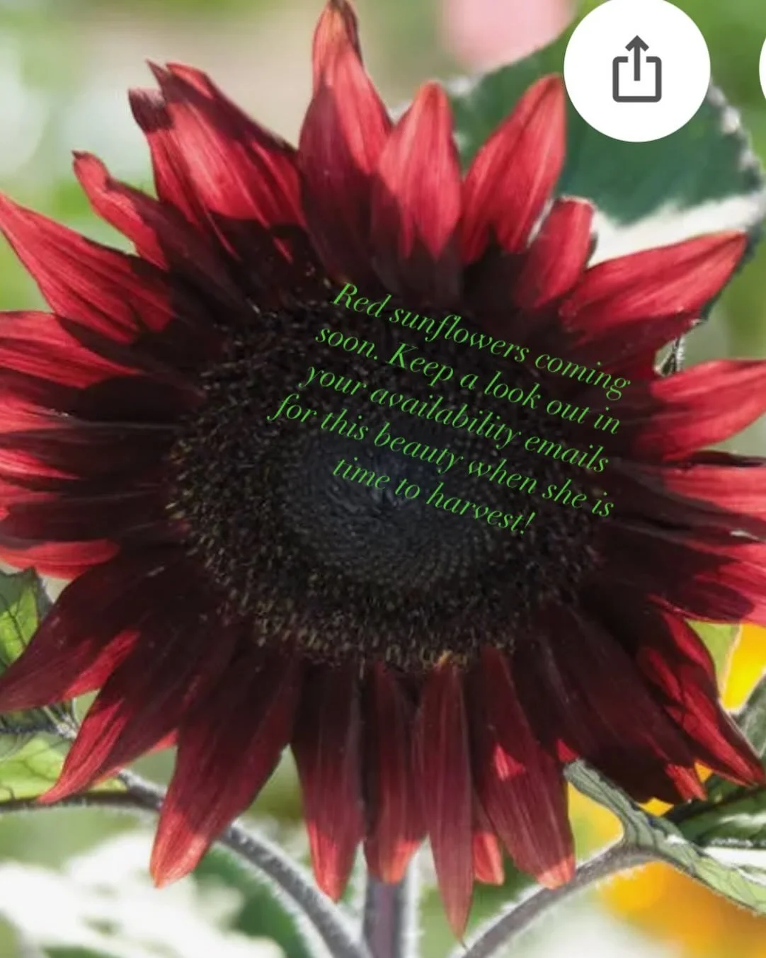 Sunflowers are cut once and they are done flowers. So when they are available you have to grab them. We planted orange sunflowers every week all summer and switched to plum and red sunflowers for some beautiful fall flowers. So there are no more oran