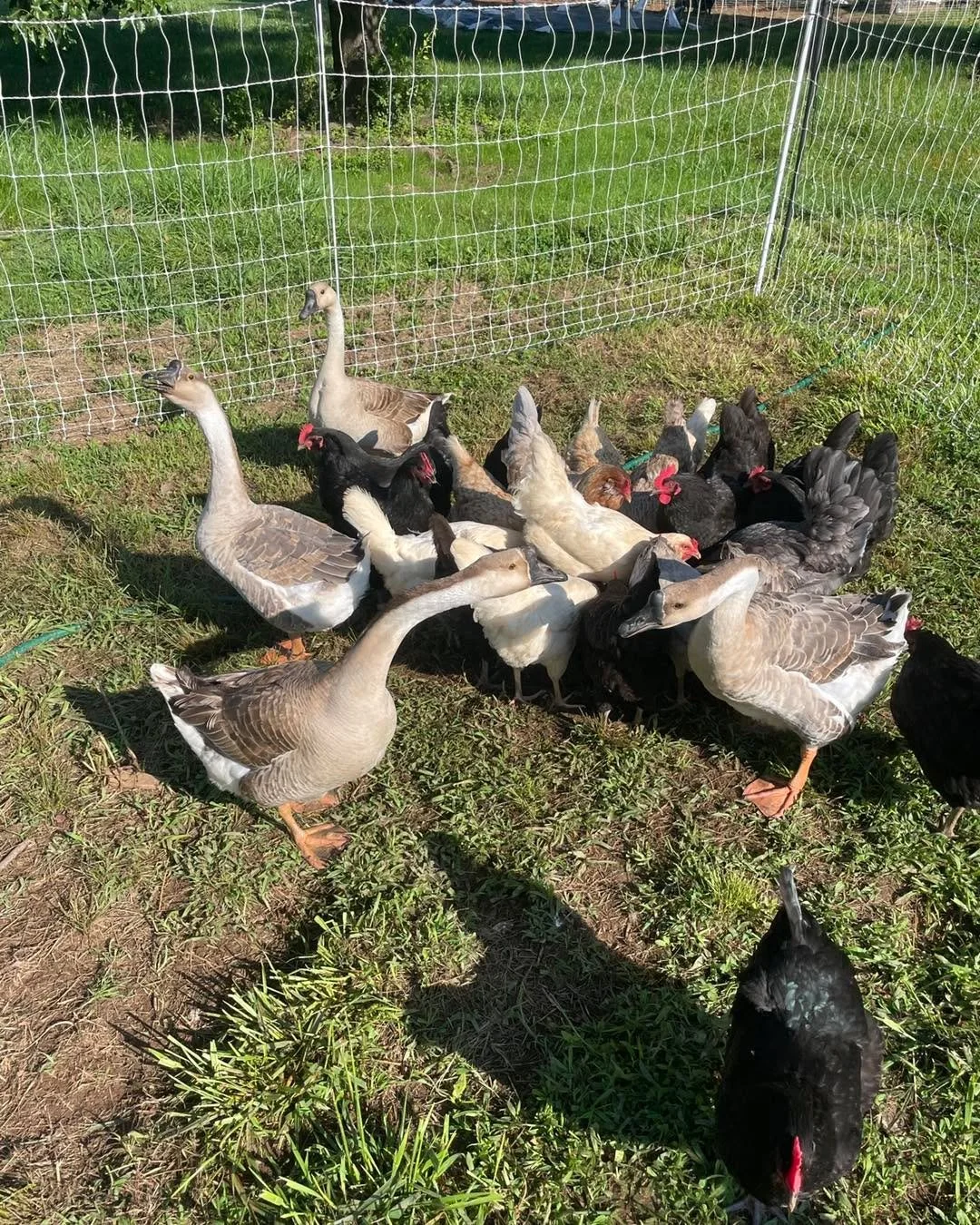 1 year old female geese for sale - 2 up for discussion
Brown Chinese Female Goose

These birds have been raised with chickens in order to be good protectors = guard goose. Great layers. They lay eggs 3x the size of regular chicken eggs. They have bee