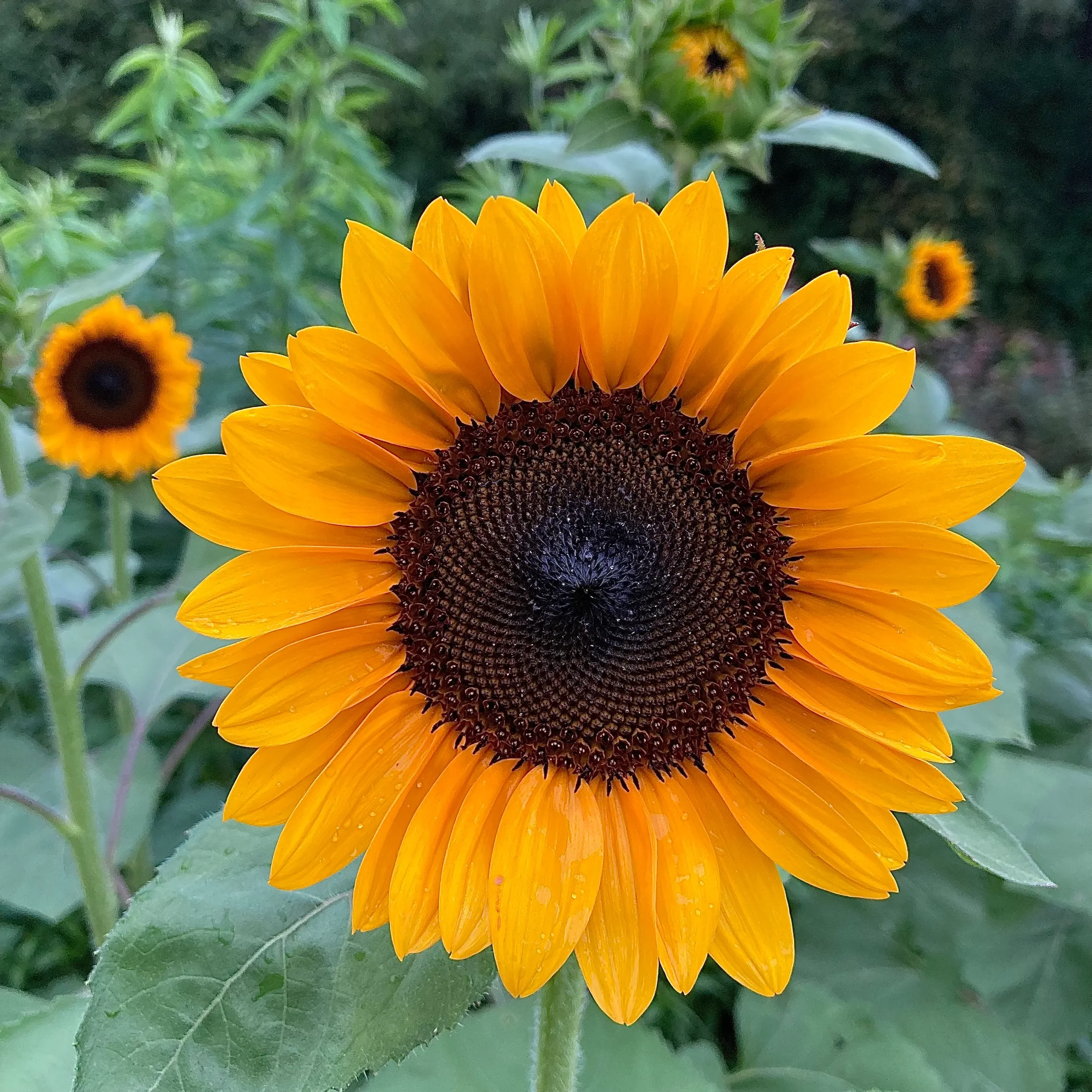 Sunflower Orange