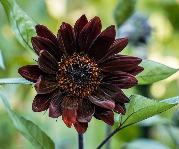 Sunflower Chocolate Cherry