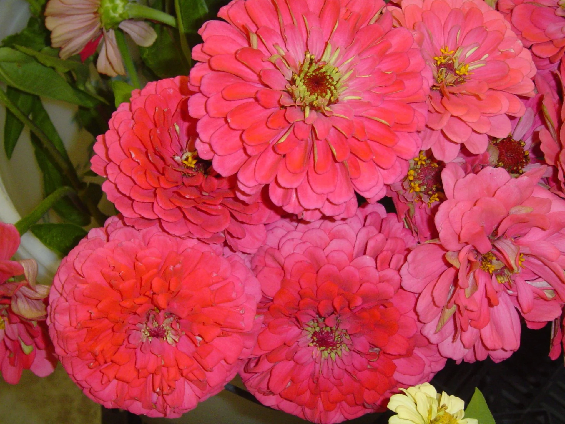 Zinnia Benary's Giants - Carmine Rose