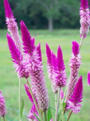 Celosia Spicata Flamingo Feather