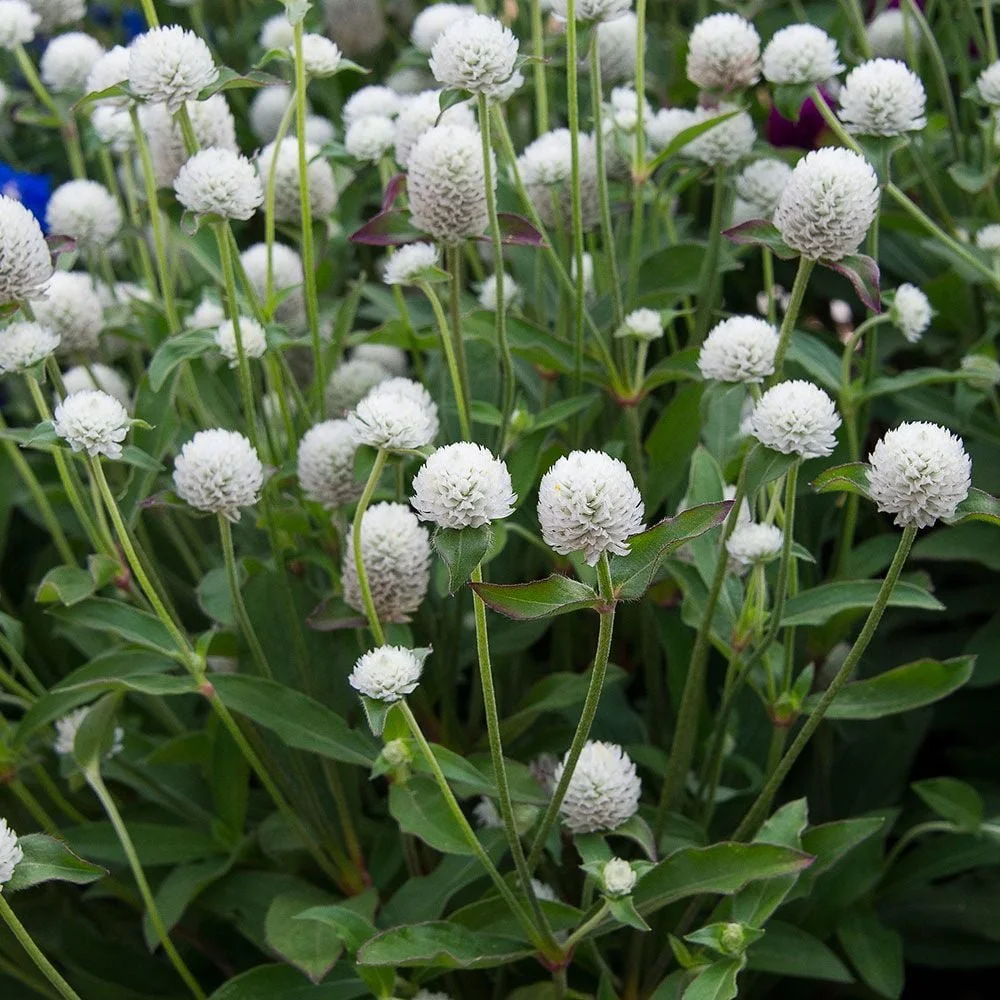 Gomphrena globosa white