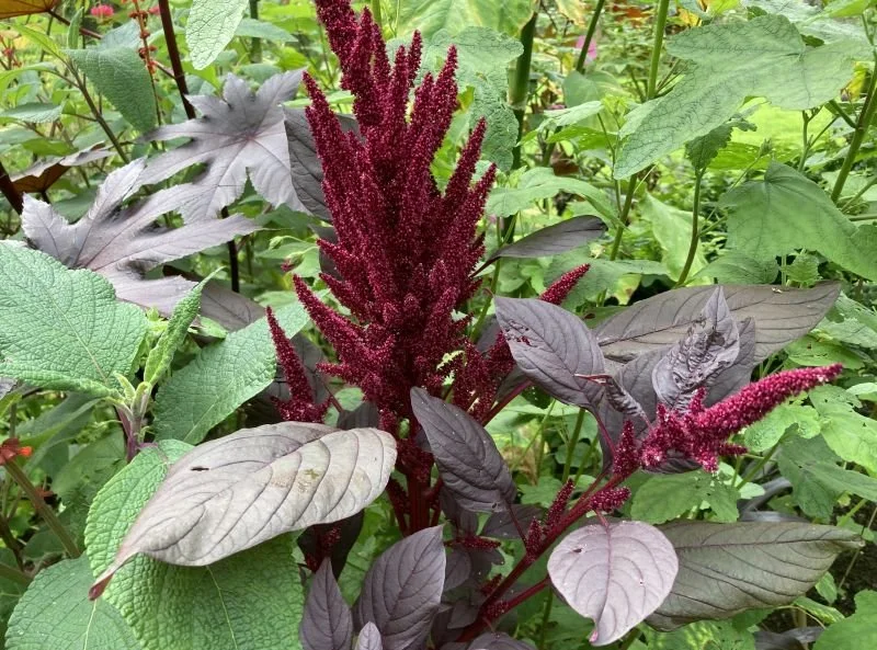 Amaranth Red Spike
