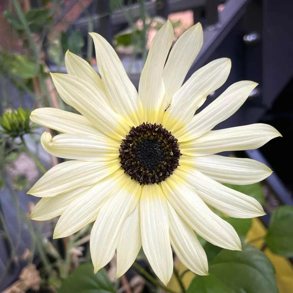 Helianthus debilis - vanilla ice 
