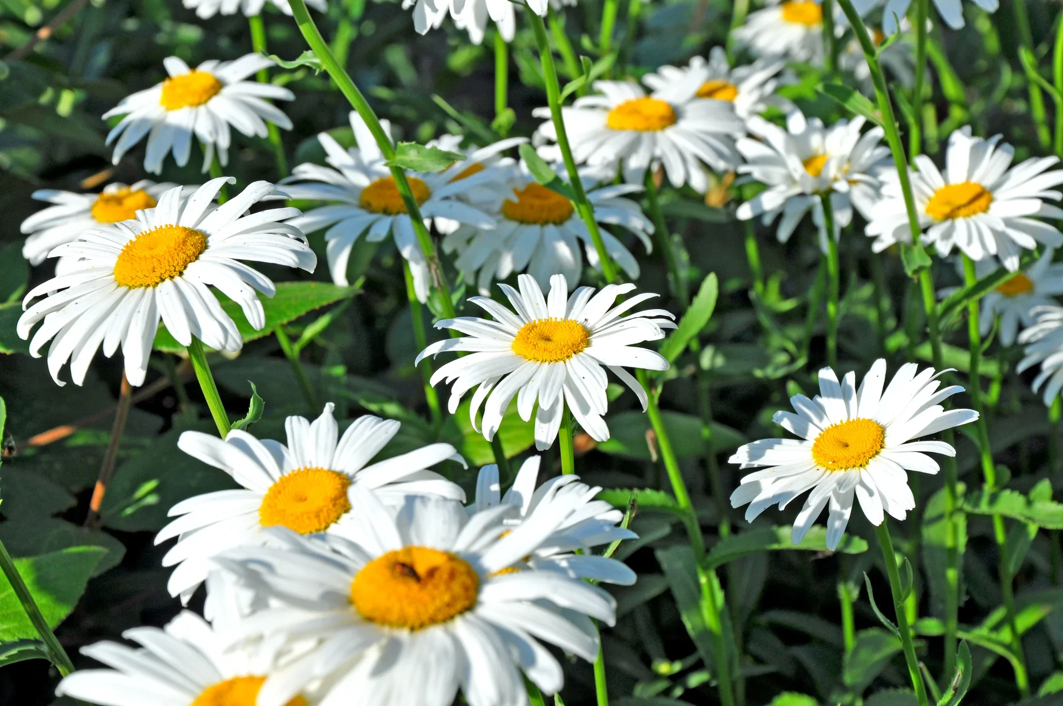 Shasta Daisy Alaska