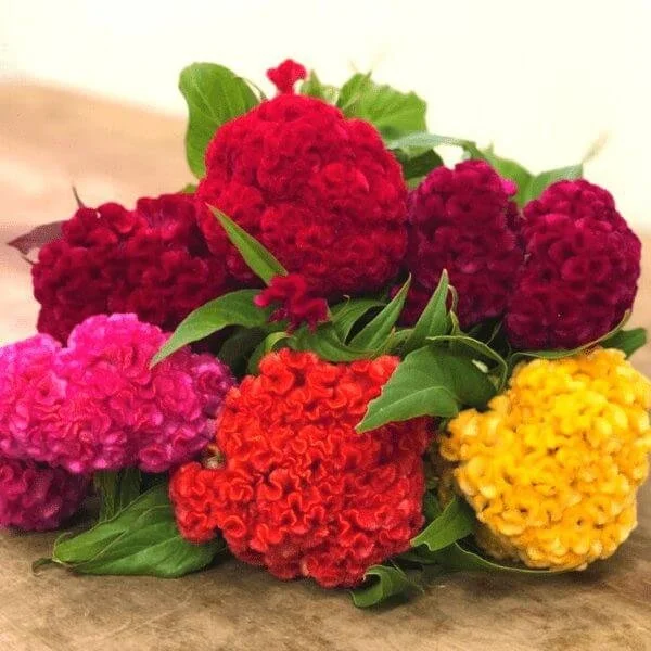 Celosia Chief Mix