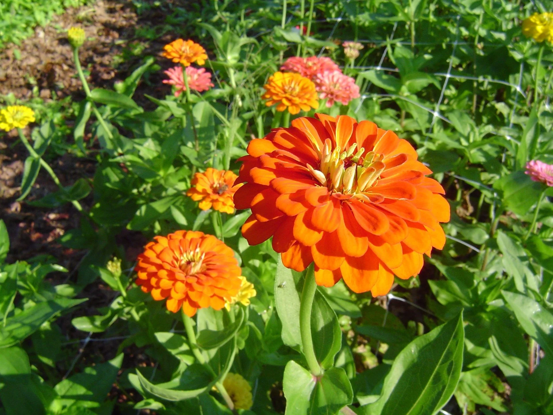 Zinnia Benary's Giants - Orange