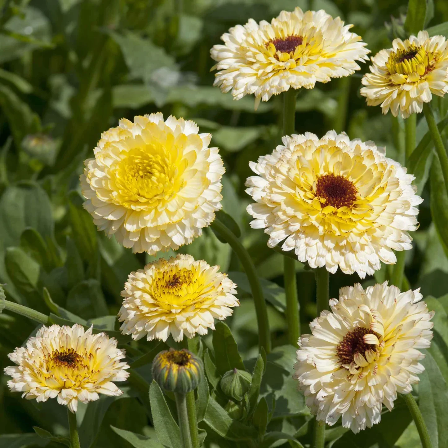 Calendula Ivory Princess