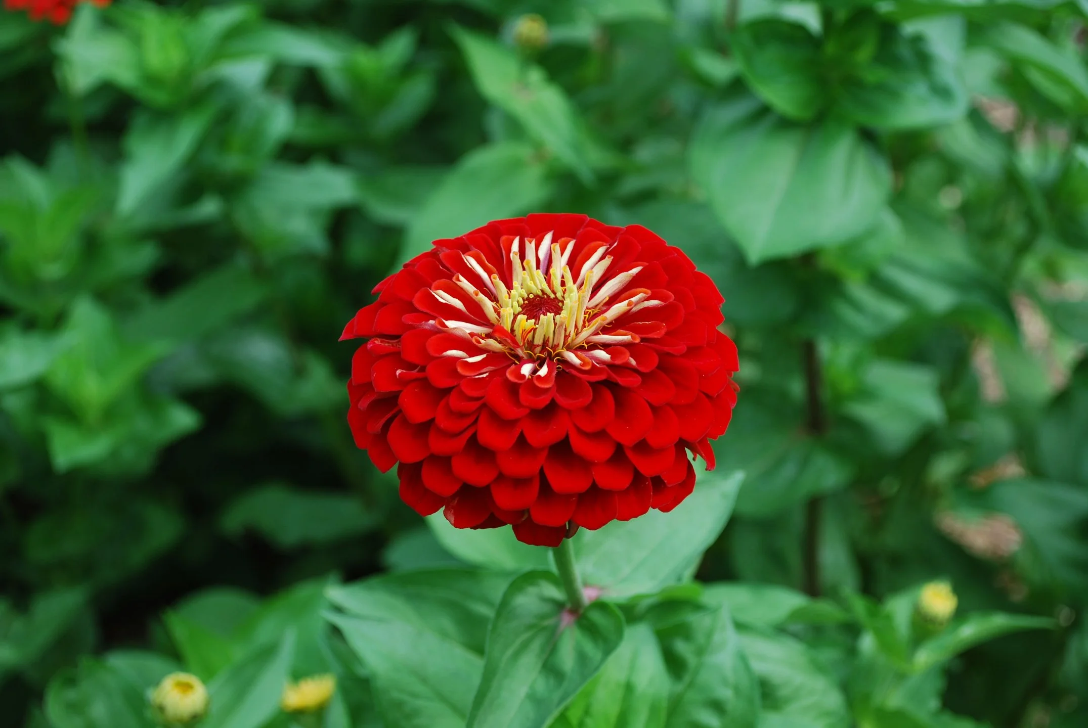 Zinnia Benary's Giants - Red