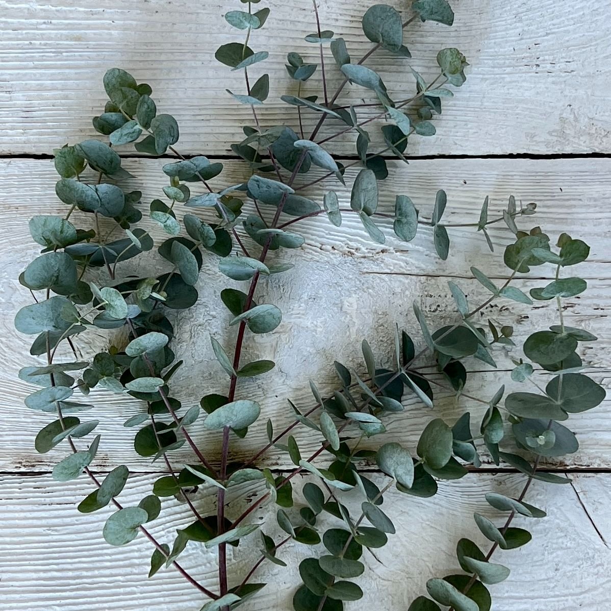 Eucalyptus Silver Dollar Tree