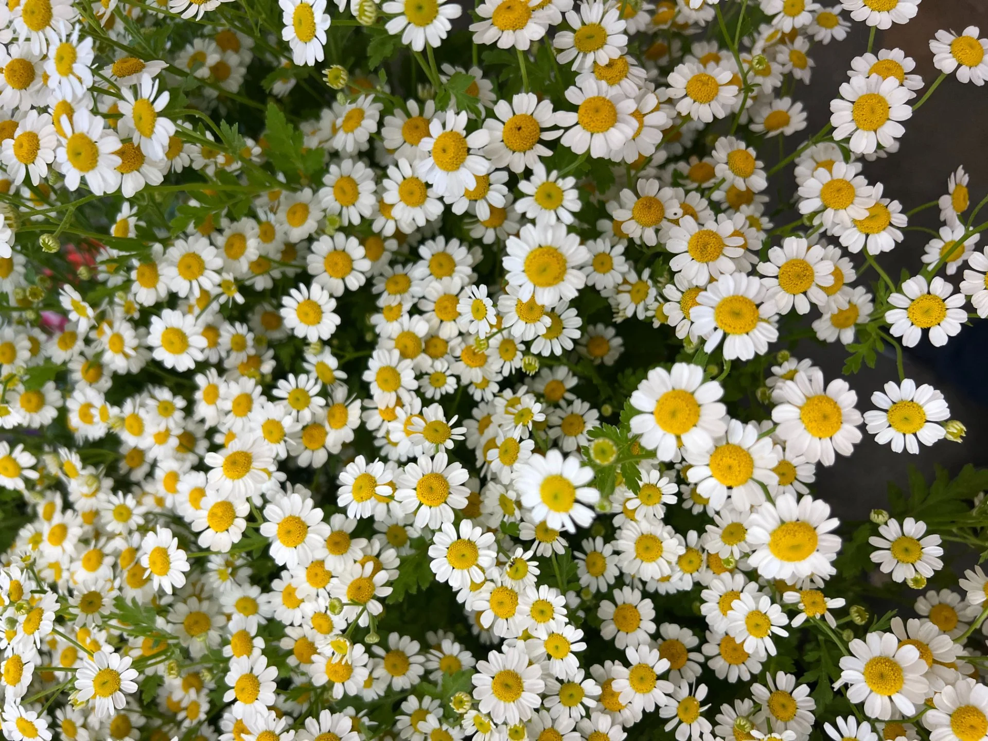 Feverfew Vegmo