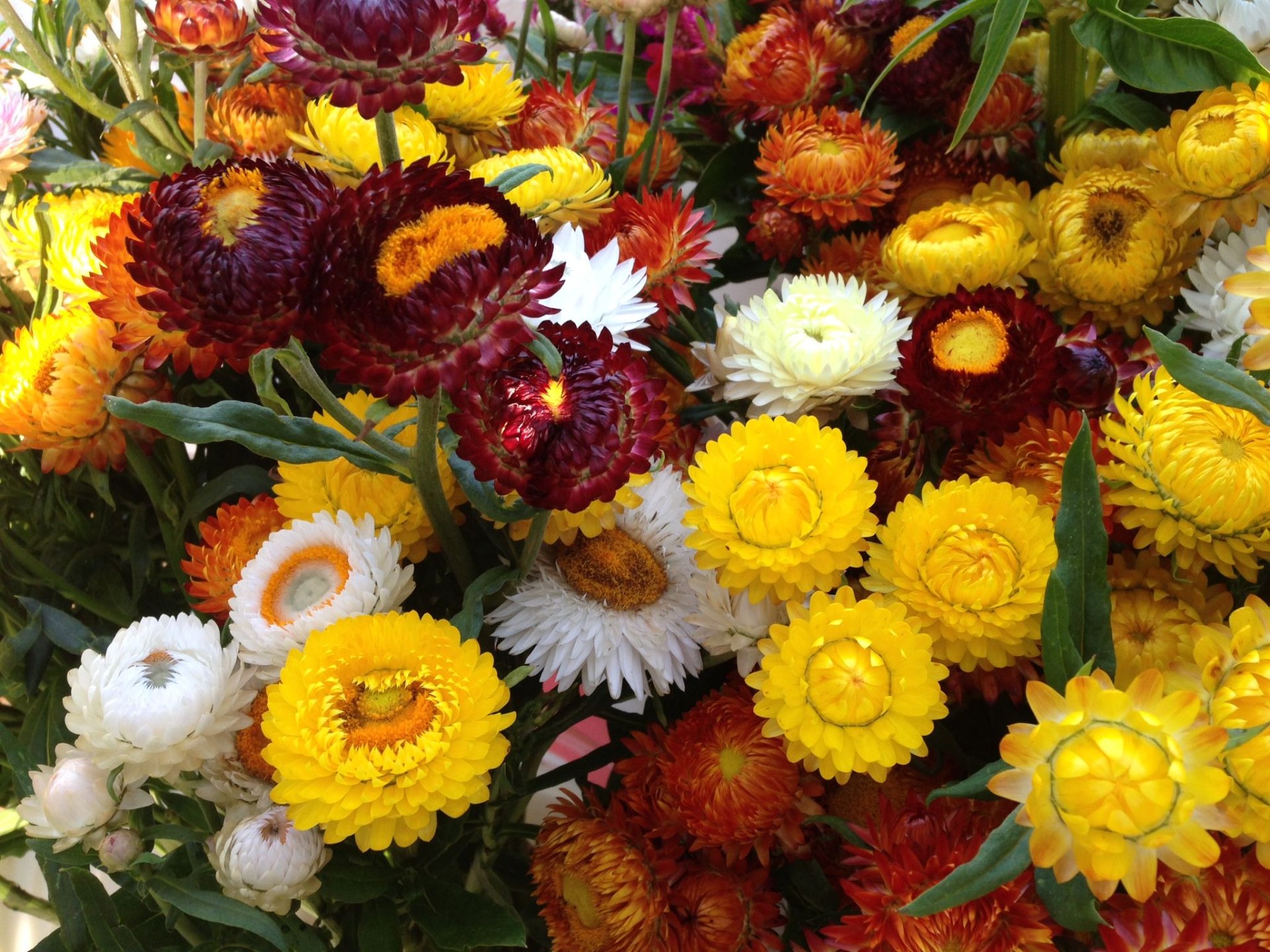 Strawflower - King Mix