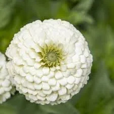 Zinnia Oklahoma - White