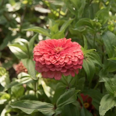 Zinnia Benary's Giants - Coral