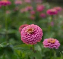 Zinnia Oklahoma - Pink
