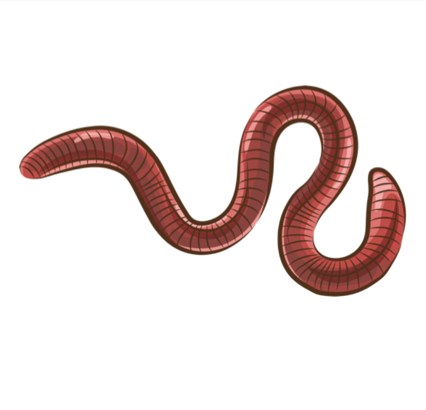 Red Wiggler Worms