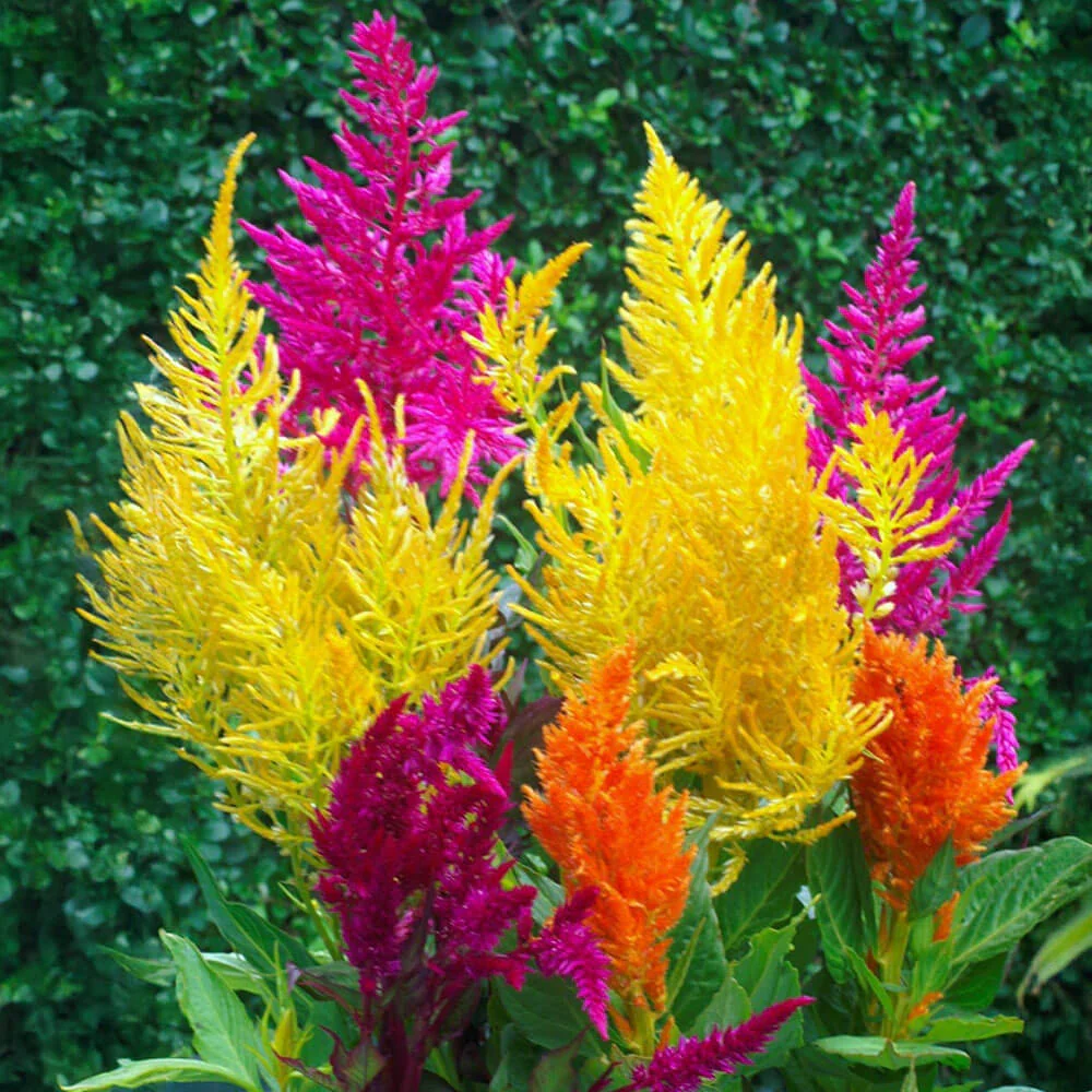 Celosia Pampas Plume