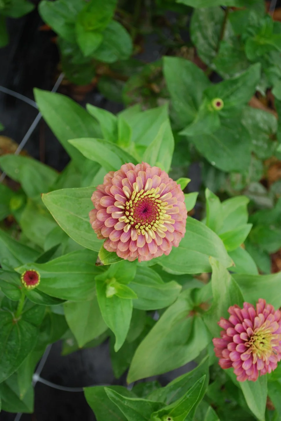 Zinnia Queen - Lime Red