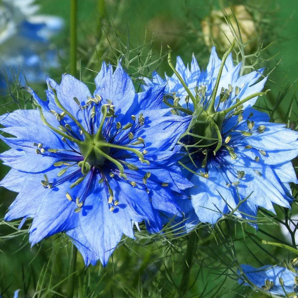 Love in a Mist