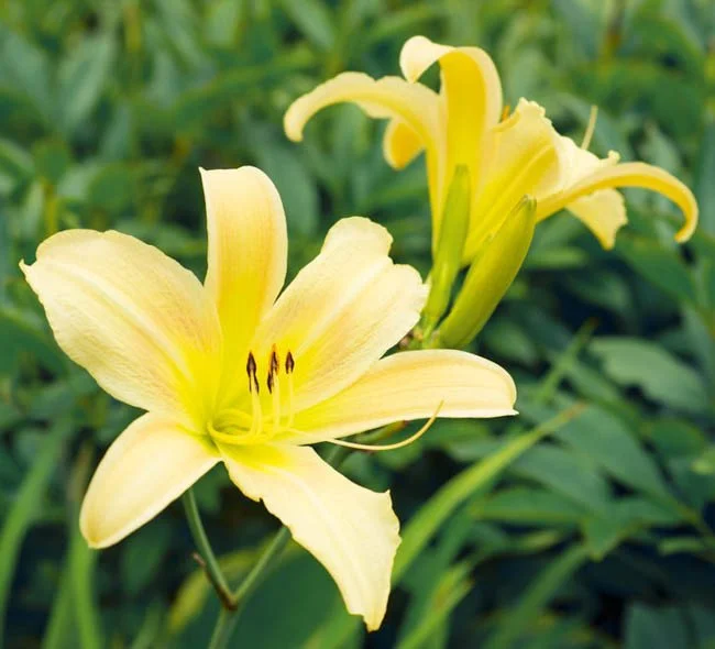 Day Lily
